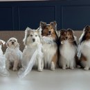 안산스타 | 애견호텔 찾다가 선택한 새솔동 멍스타 안산애견유치원 이용후기