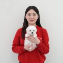 연제구-045 | 부산강아지분양 포메라니안 입양 절차 후기