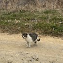 하이치치 이미지