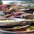 지금조개 이미지