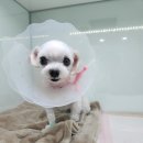 인천24시유앤미동물병원 이미지