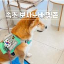 바우와우 펫살롱 | 속초 애견동반 카페 보사노바 펫룸 이용팁