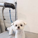 홍글몽글 이미지