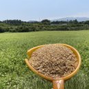 신진정미소 이미지