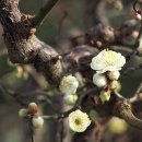 안산식물원 이미지