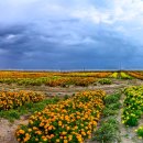 부곡동 돌담해안숲공원 이미지