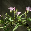 박씨농장 이미지