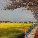 유채꽃향기처럼 이미지