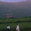 페트리코 이미지