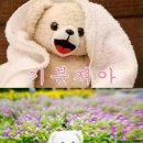덕쿤 Daum카페