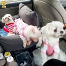 해피 펫 택시 이미지