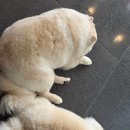 둥개둥개 | 🐶 속초 둥개둥개 애견카페 방문 후기 💕 귀여운 비숑들과 행복한 힐링시간