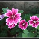 금강산민박 이미지