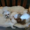 우쭈쭈 애견샵 이미지