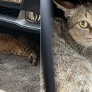 에스디(SD)동물의료센터,서울 이미지