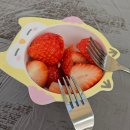 하루농장 | 인천 딸기체험 딸기의하루 농장 후기 아이스크림 체험까지