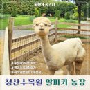 청산농장 | 충남 청산수목원 알파카 월드 동물농장 생생후기
