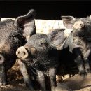 돼지우리 이미지