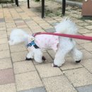 [내돈내산]강아지 신발 추천, 포킷츠 포킷슈즈 2.0 말티푸 루비 착용 후기🐾