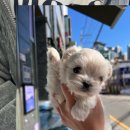 크림푸들 가족이야기 이미지