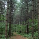 월운리 마을회관 | 깃발이 펄럭입니다(홍천 임도길 후기)