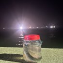 경화 슈퍼 영종점(주) | 인천 영종도 겨울 바다낚시 삼목항 후기