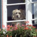 이끌림동물병원 이미지