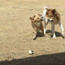행복만줄개 | 안락사 직전 구조된 강아지, 경계심 MAX → 행복개로 변신 완료💖(+3냥이집 입양된 후기)