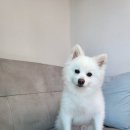 카니코리아 이미지