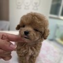 태원켄넬 이미지