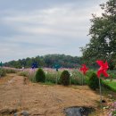 신흥근린공원 | 익산 핑크뮬리 명소 신흥근린공원 꽃바람정원 강아지와 같이 방문하기