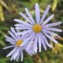 지삿개풍경 이미지