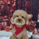 그루밍 봄 이미지