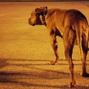 우리집 첫째 이미지