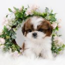 천안 강아지분양 도로시펫 이미지