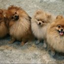 똥강아지 이미지