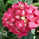 수국종류 이미지