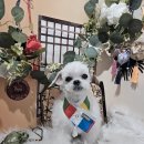 보들살롱 이미지