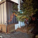 두바이애견풀빌라1 | 가평키즈풀빌라 모블리키즈&amp;애견독채풀빌라 후기