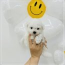 동행 애견 돌봄 센터 김포점 이미지