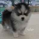 도그캐슬 강아지분양 남양주다산 직영점 | 시크한 막내, 폼스키5세대 폼스키강아지 남양주 도그캐슬 분양후기!!