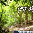 가덕도 동백군락지 이미지