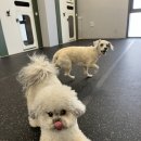 신제 | 잠원동 애견호텔 추천, 보호자 만족 높은 디오네 도그케어