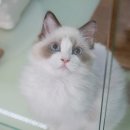 고양이분양은 노블캣 랙돌놀숲분양캐터리 대전점 이미지