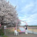 한국타이어 조치원판매(주) | 세종 조치원 벚꽃 명소와 주차정보 및 2026 조치원 봄꽃축제 후기