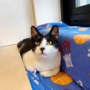 쁘니댕댕 이미지