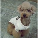 허니애견 이미지