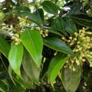 (주)우리생약 이미지