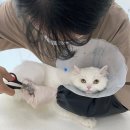 고양이 이발관 이미지