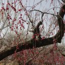 매화강산 이미지